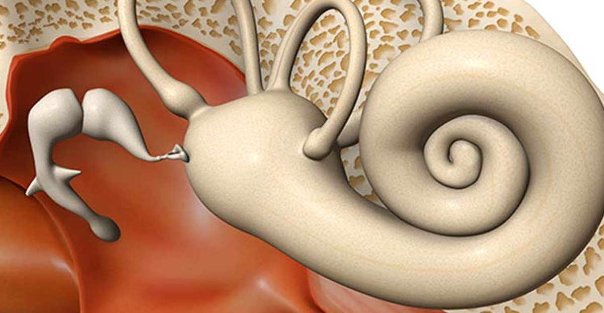 anatomy-of-an-ear-for-sudden-hearing-loss anatomy-of-an-ear-for-sudden-hearing-loss